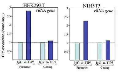 Anti-TIP-5 antibody - ChIP grade used in ChIP assay (ChIP assay). GTX60851