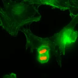 Anti-Histone H3T3ph (phospho Thr3) antibody [RM159] used in Immunocytochemistry/ Immunofluorescence (ICC/IF). GTX60897