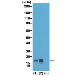 Anti-Histone H3T3ph (phospho Thr3) antibody [RM159] used in Western Blot (WB). GTX60897