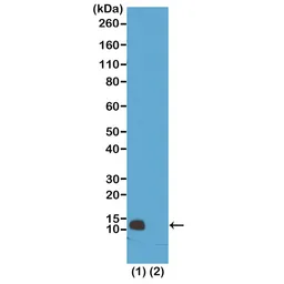 Anti-Histone H4R3me1 (Monomethyl Arg3) antibody [RM195] used in Western Blot (WB). GTX60904