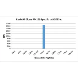 Anti-Histone H3K23ac (Aceyl Lys23) antibody [RM169] used in  (). GTX60911