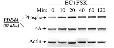 Anti-PDE4A (phospho Ser140) antibody used in Western Blot (WB). GTX60930