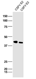 Anti-CSFV E2 protein antibody used in Western Blot (WB). GTX60997
