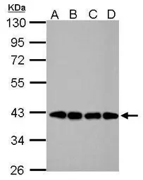 Anti-Nanog antibody [GT3312] used in Western Blot (WB). GTX627421