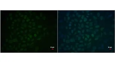 Anti-Oct4 antibody [GT735] used in Immunocytochemistry/ Immunofluorescence (ICC/IF). GTX627423