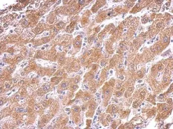 Anti-Citrate synthase antibody [GT2061] used in IHC (Paraffin sections) (IHC-P). GTX628144