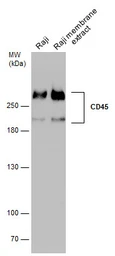 Anti-CD45RA antibody [GT0014] used in Western Blot (WB). GTX628507