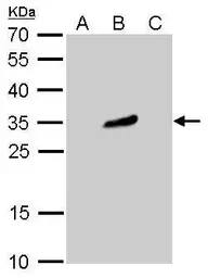 Anti-GFP antibody [GT859] (HRP) used in Western Blot (WB). GTX628528-01