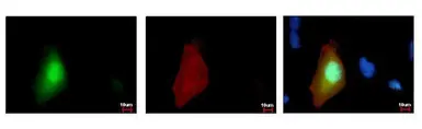 Anti-GFP antibody [GT859] used in Immunocytochemistry/ Immunofluorescence (ICC/IF). GTX628528