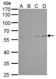 Anti-Cyclin B1 antibody [GT238] used in Western Blot (WB). GTX628546