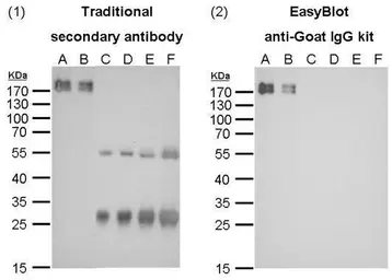 EasyBlot anti Goat IgG (HRP). GTX628547-01