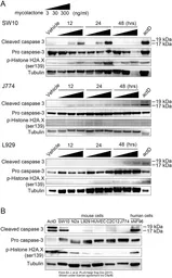Anti-Histone H2A.XS139ph (phospho Ser139) antibody [GT2311] used in Western Blot (WB). GTX628789
