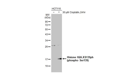 Anti-Histone H2A.XS139ph (phospho Ser139) antibody [GT2311] used in Western Blot (WB). GTX628789
