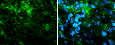 Anti-alpha Tubulin antibody [GT114] used in IHC (Frozen sections) (IHC-Fr). GTX628802