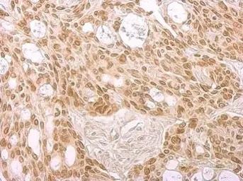 Anti-Lamin B2 antibody [GT144] used in IHC (Paraffin sections) (IHC-P). GTX628803
