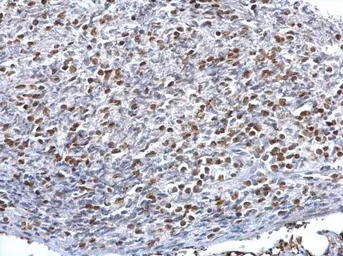 Anti-HMGB1 antibody [GT348] used in IHC (Paraffin sections) (IHC-P). GTX628835