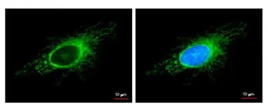 Anti-COX4 antibody [GT6310] used in Immunocytochemistry/ Immunofluorescence (ICC/IF). GTX628886