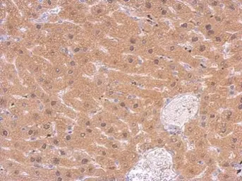 Anti-Glyoxalase I antibody [GT552] used in IHC (Paraffin sections) (IHC-P). GTX628890