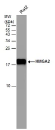 Anti-HMGA2 antibody [GT763] used in Western Blot (WB). GTX629478