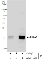 Anti-HMGA2 antibody [GT763] used in Immunoprecipitation (IP). GTX629478