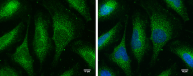 Anti-MX1 antibody [GT4812] used in Immunocytochemistry/ Immunofluorescence (ICC/IF). GTX629738
