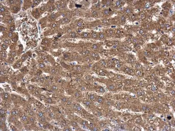 Anti-Fatty Acid Synthase antibody [GT556] used in IHC (Paraffin sections) (IHC-P). GTX629762