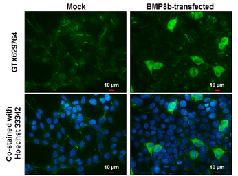 Anti-BMP8b antibody [GT1017] used in Immunocytochemistry/ Immunofluorescence (ICC/IF). GTX629764