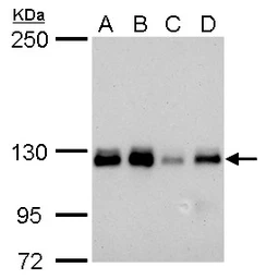 Anti-ARHGEF18 antibody [GT1972] used in Western Blot (WB). GTX629806