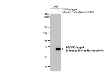 Anti-Influenza B virus Nucleoprotein antibody [GT371] used in Western Blot (WB). GTX629882