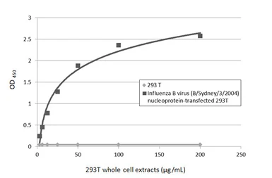 Anti-Influenza B virus Nucleoprotein antibody [GT382] used in ELISA (ELISA). GTX629883