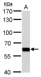 Anti-PUF60 antibody [GT3510] used in Western Blot (WB). GTX629885