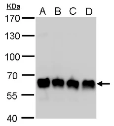 Anti-PUF60 antibody [GT917] used in Western Blot (WB). GTX629887