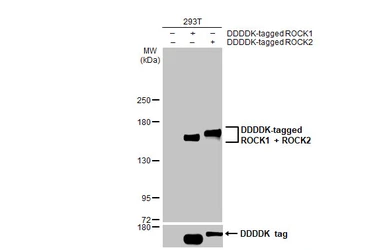 Anti-ROCK1 + ROCK2 antibody [GT464] used in Western Blot (WB). GTX629972