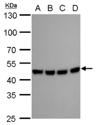 Anti-MEK1 + MEK2 antibody [GT1721] used in Western Blot (WB). GTX630542