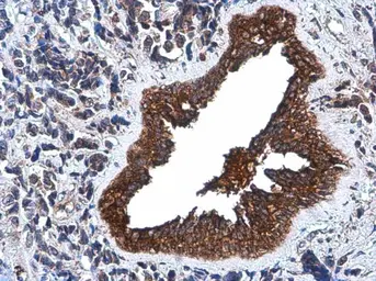 Anti-SOD2 antibody [GT17112] used in IHC (Paraffin sections) (IHC-P). GTX630560