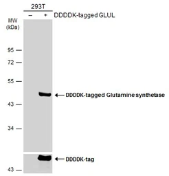 Anti-Glutamine synthetase antibody [GT1055] used in Western Blot (WB). GTX630654