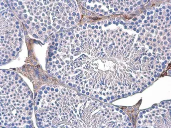 Anti-Triosephosphate isomerase antibody [GT181] used in IHC (Paraffin sections) (IHC-P). GTX630779