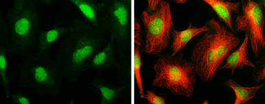 Anti-ARID1A antibody [GT3611] used in Immunocytochemistry/ Immunofluorescence (ICC/IF). GTX632013