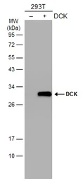 Anti-DCK antibody [GT7710] used in Western Blot (WB). GTX632062