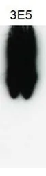 Anti-VAMP5 antibody [3E5] used in Western Blot (WB). GTX632270