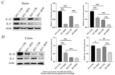 Anti-IL10 antibody [GT5111] used in Western Blot (WB). GTX632359