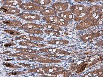 Anti-IL10 antibody [GT5111] used in IHC (Paraffin sections) (IHC-P). GTX632359