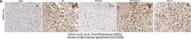 Anti-Iba1 antibody [GT10312] used in  (). GTX632426