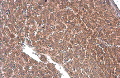 Anti-T-Plastin antibody [GT236] used in IHC (Paraffin sections) (IHC-P). GTX632481