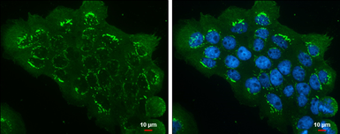 Anti-eIF3H / EIF3S3 antibody [GT35512] used in Immunocytochemistry/ Immunofluorescence (ICC/IF). GTX633631