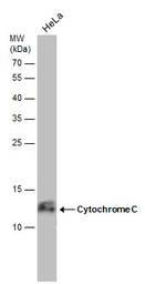 Anti-Cytochrome C antibody [GT577] used in Western Blot (WB). GTX633691