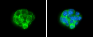 Anti-ALDH1A3 antibody [GT926] used in Immunocytochemistry/ Immunofluorescence (ICC/IF). GTX633822