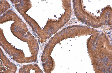 Anti-ALDH1A3 antibody [GT926] used in IHC (Paraffin sections) (IHC-P). GTX633822