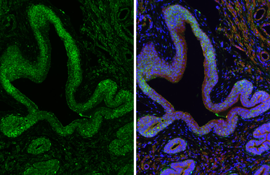 Anti-ALDH1A3 antibody [GT926] used in IHC (Paraffin sections) (IHC-P). GTX633822