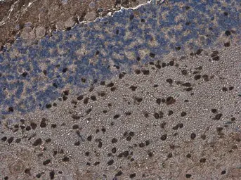 Anti-QKI antibody [GT1589] used in IHC (Paraffin sections) (IHC-P). GTX633920